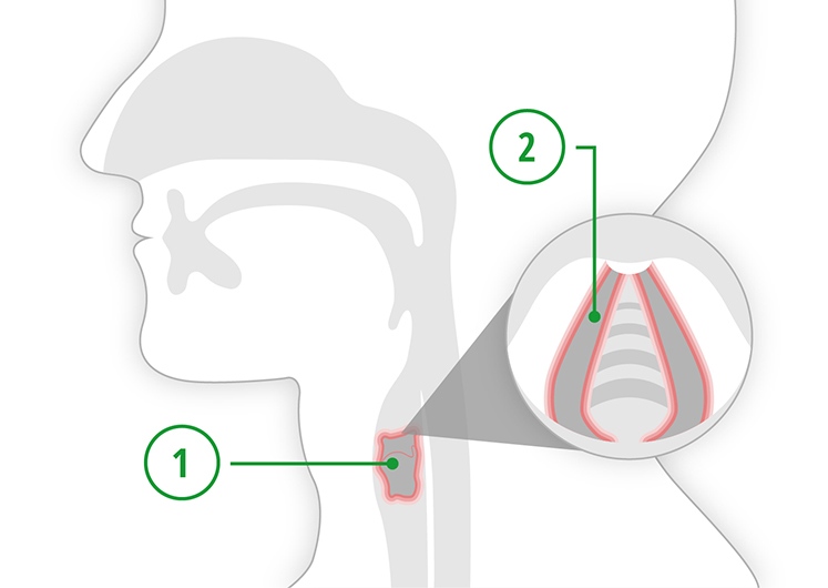 Wie Lange Dauert Ein Stimmbruch www.gelorevoice.de