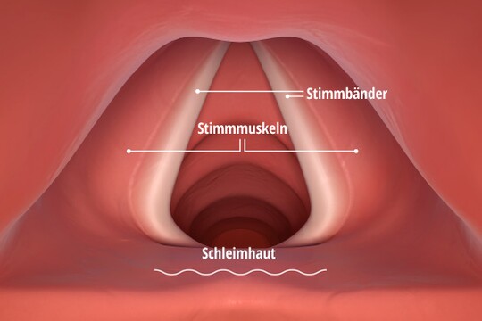 Grafische Darstellung der Stimmbänder, der Stimmmuskeln und der sie umgebenden Schleimhaut. 