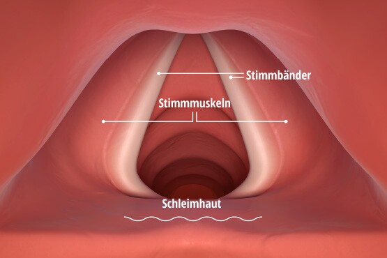 Aufbau der Stimmlippen mit den Stimmbändern im Kehlkopf.