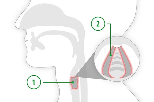 Grafische Darstellung des Kehlkopfes und der Stimmlippen, die aufzeigt, wie es zum Stimmbruch kommt.
